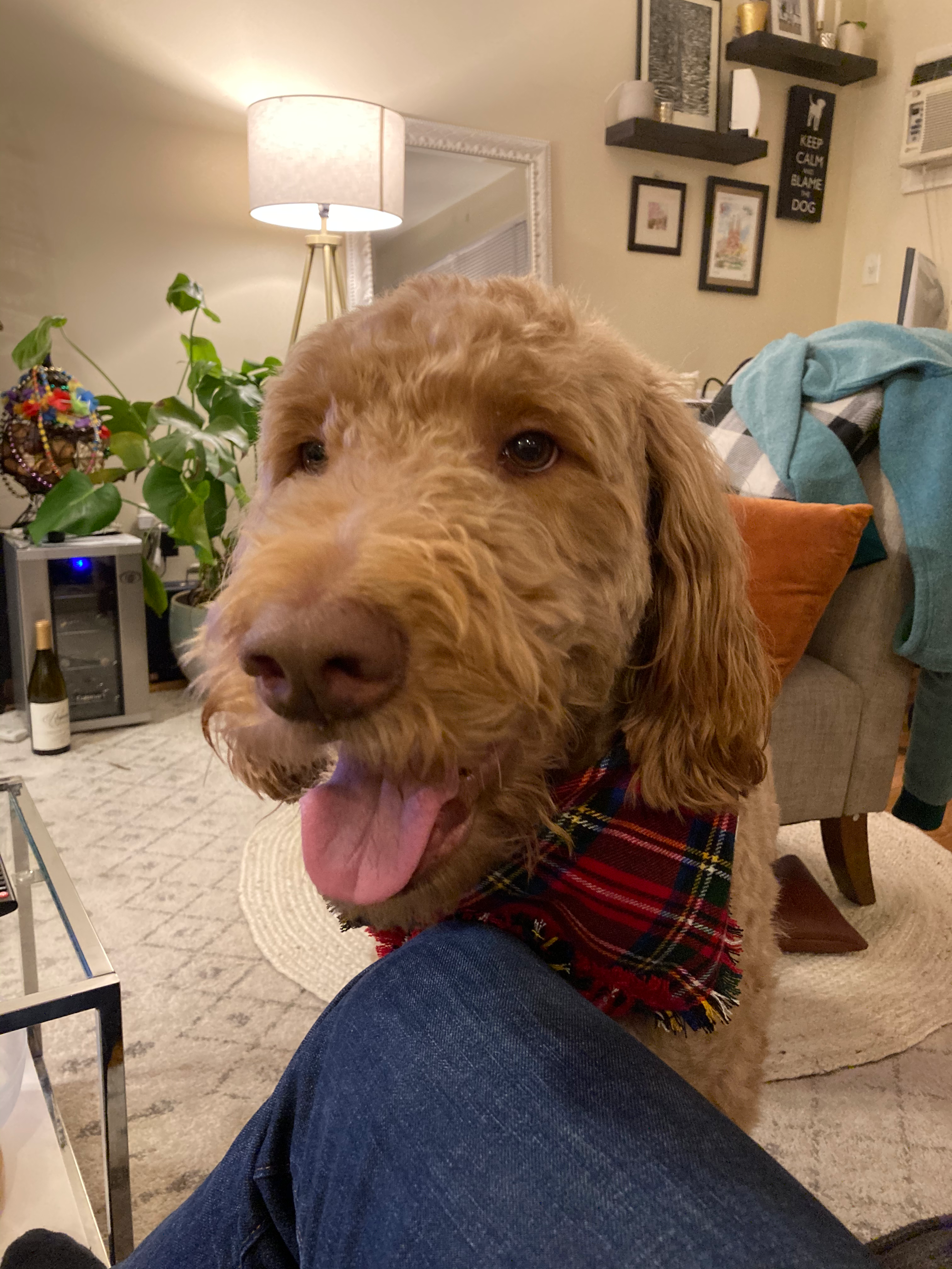 A picture of a fluffy golden doodle named simba